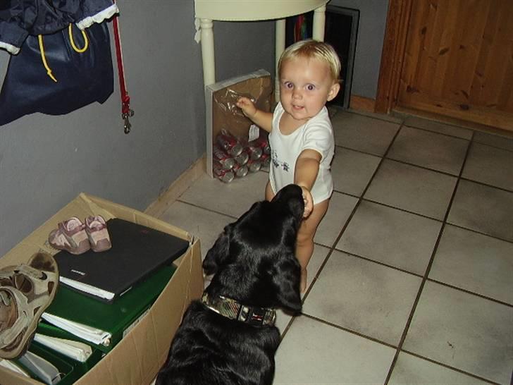 Labrador retriever Boss - Sådan min ven.. gode ikke:o) billede 7