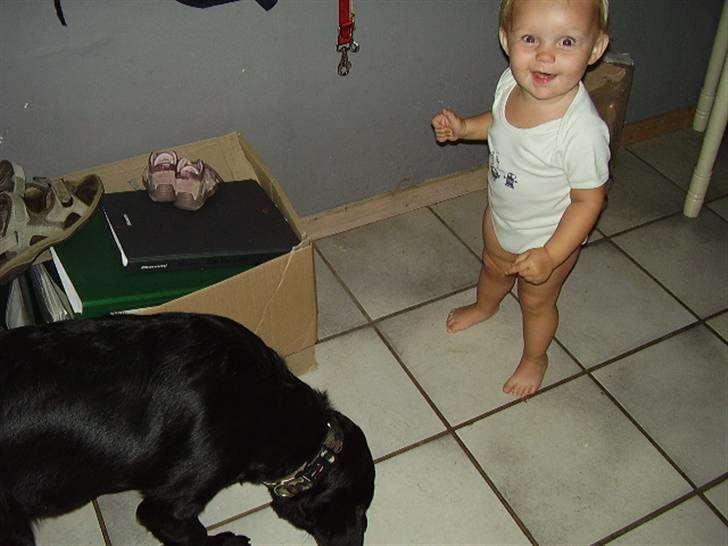 Labrador retriever Boss - NEj Nej jeg giver ikke Boss noget:o) billede 8