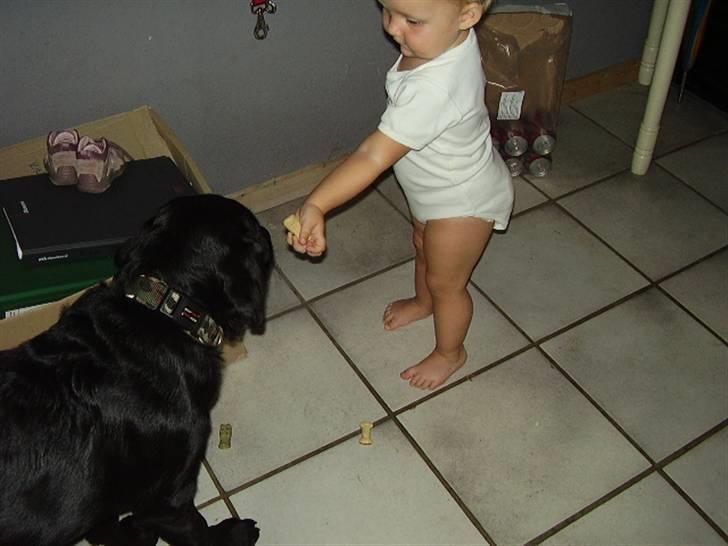 Labrador retriever Boss - Lige 1 mere inden mor ser os hehe.. billede 9