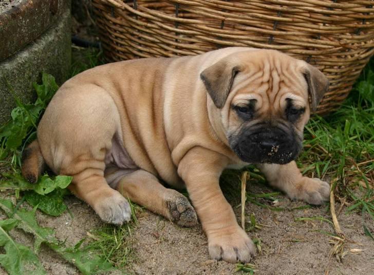 Boerboel Thor Olympia - Her er jeg 4 uger og lidt kluntet billede 5