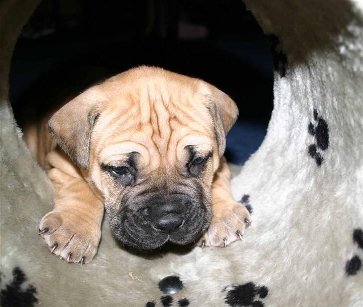 Boerboel Thor Olympia - jeg tror lige jeg kan komme igennem  billede 6