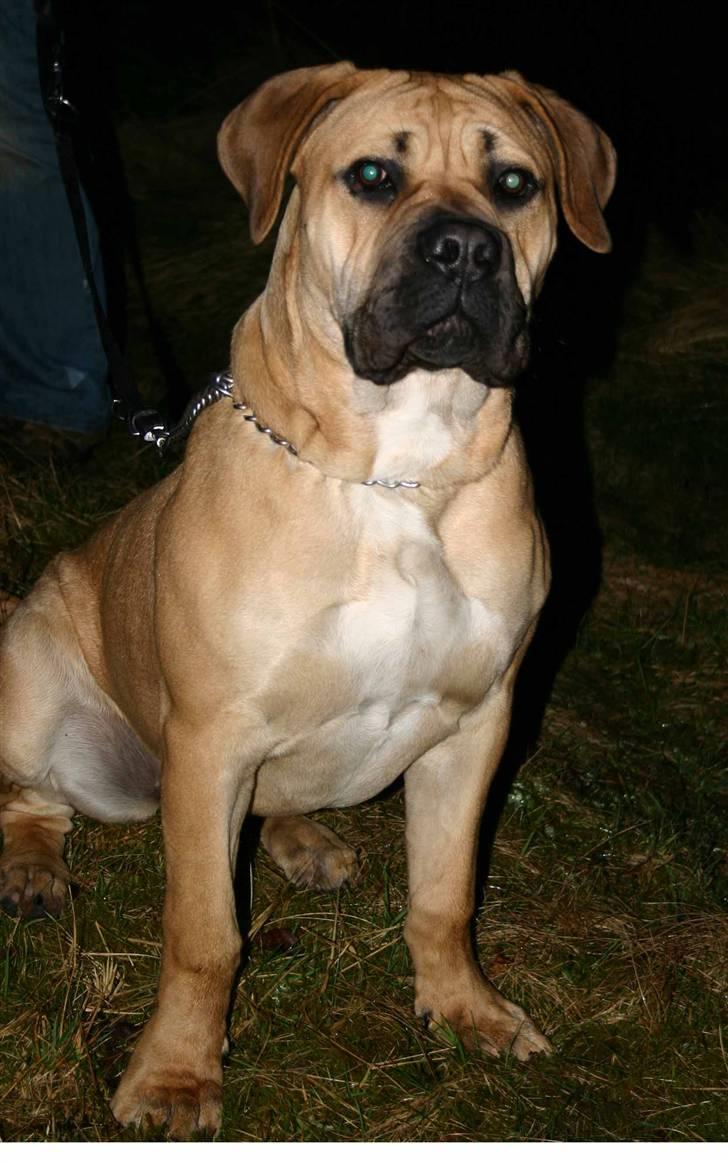 Boerboel Thor Olympia - Her er hun 10 mdr billede 7