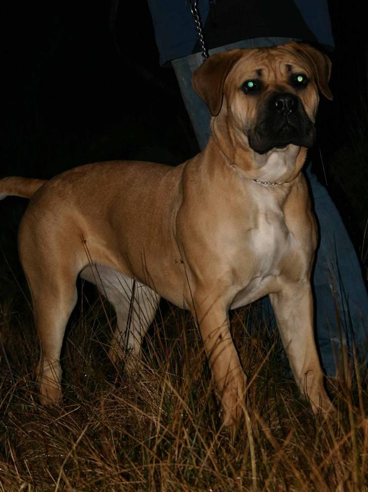 Boerboel Thor Olympia - Her er hun 10 mdr billede 8