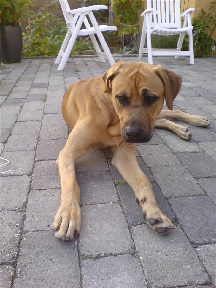 Broholmer Lucky - Total model billede 1