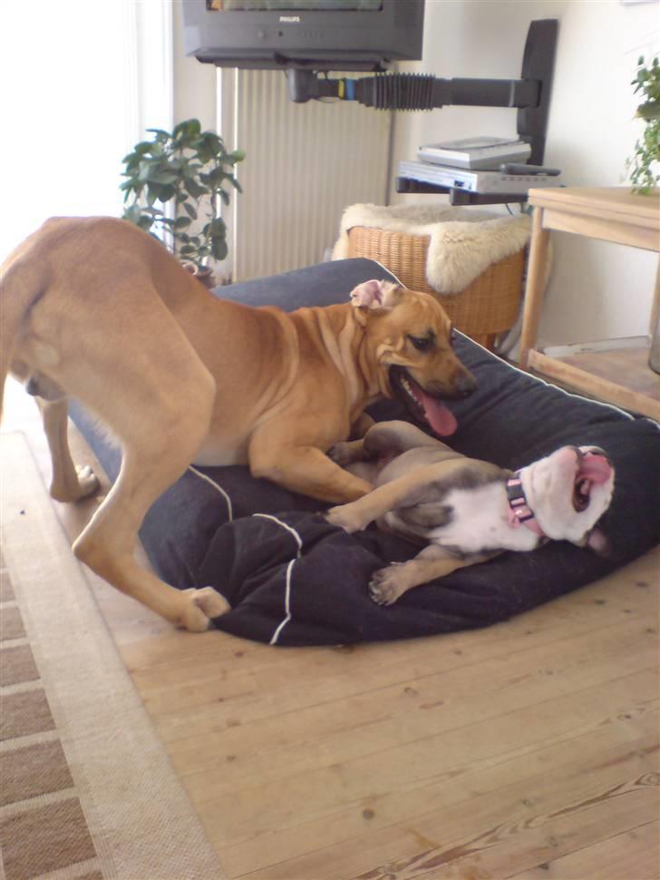 Broholmer Lucky - Min bedste veninde Bella... Hun skal bare ikke rør mine tyggeben:) billede 2