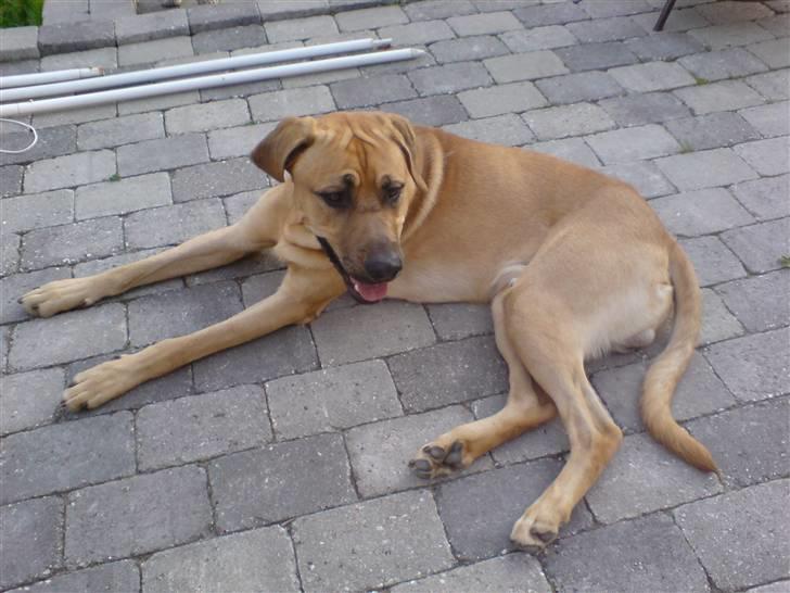 Broholmer Lucky billede 3