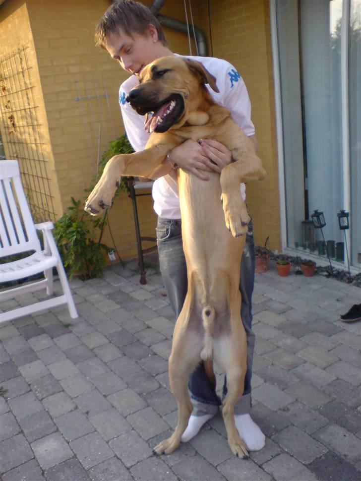 Broholmer Lucky - Hvor er jeg blevet stor!!!! billede 4