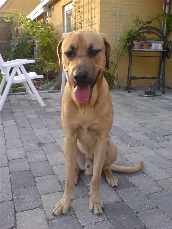 Broholmer Lucky billede 5