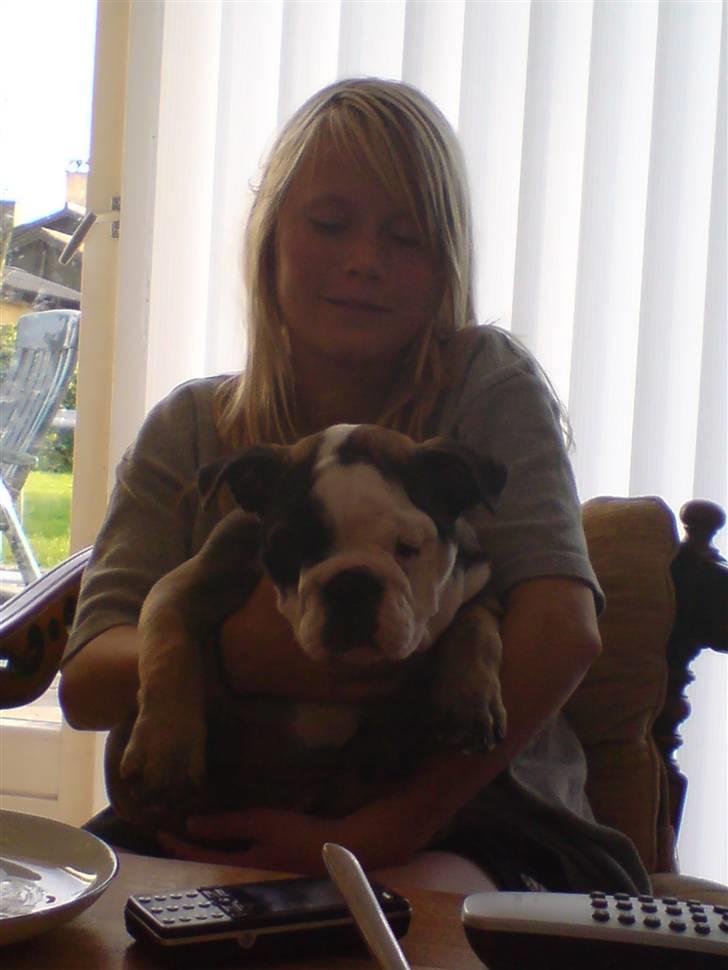 Engelsk bulldog Bella - Kæler lidt med Amanda :) billede 17