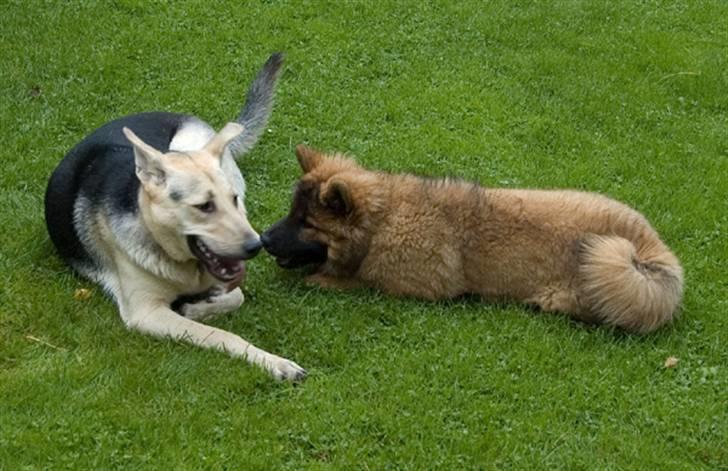 Eurasier Spike - Græsk gadehund Luna på besøg i haven. billede 16