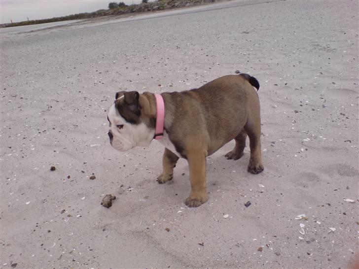 Engelsk bulldog Bella - Første gang på stranden...Nøøjj... billede 18