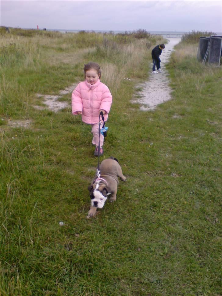 Engelsk bulldog Bella - Det går stærk, når man er ude og gå en tur... billede 19
