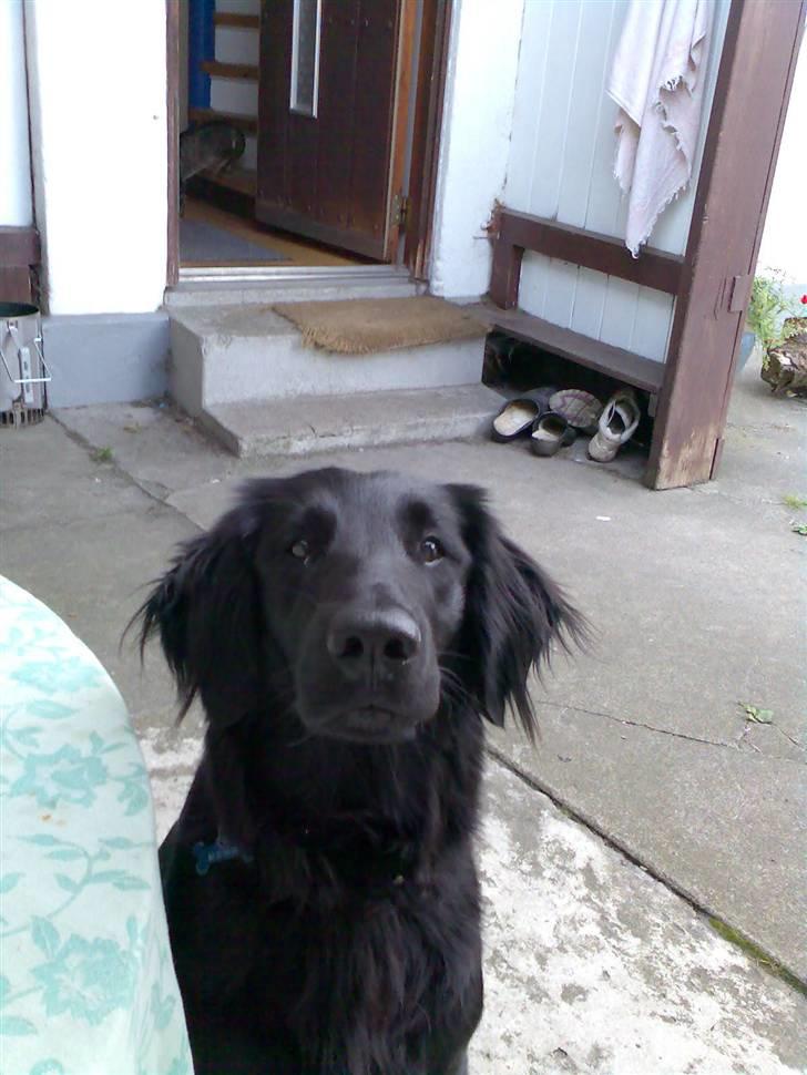 Flat coated retriever Kaya billede 9