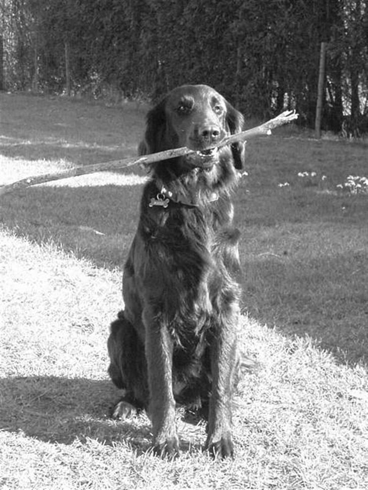 Flat coated retriever Kaya billede 10