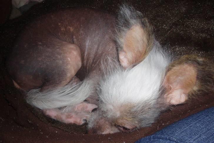 Chinese crested hårløs Fregne (Mexi Rosie-Liv) - Hvad er du for en race???? billede 1