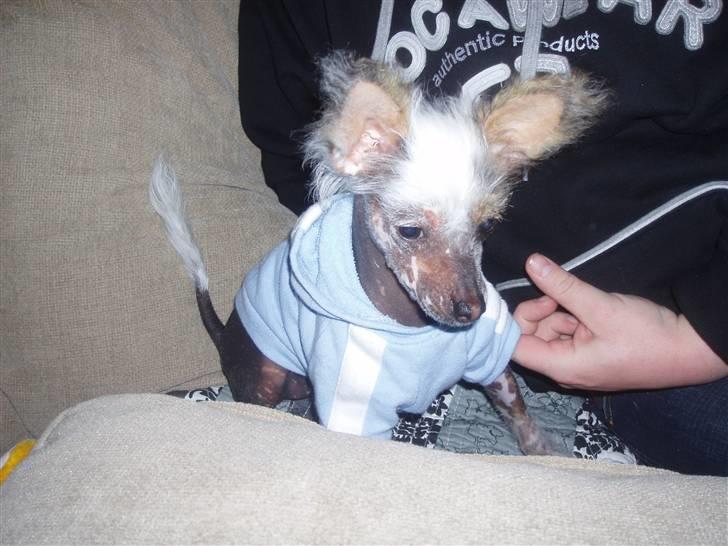 Chinese crested hårløs Fregne (Mexi Rosie-Liv) - Jeg er lidt træt, det er første dag i mit nye hjem billede 2