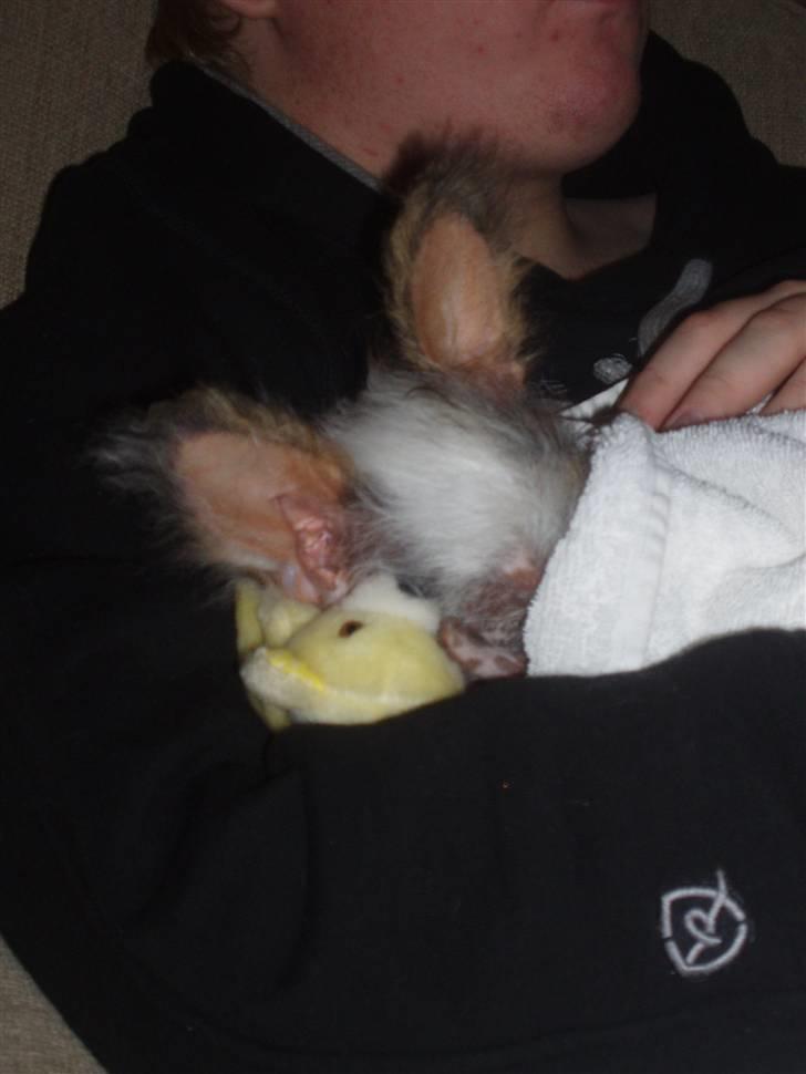 Chinese crested hårløs Fregne (Mexi Rosie-Liv) - Min mor kan slet ikke få øjnene fra mig, selvom der er en go´ film ;0) billede 3