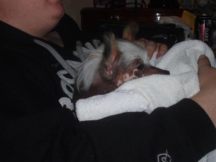 Chinese crested hårløs Fregne (Mexi Rosie-Liv) - ZZzzzzzzzzzzzzzzzzzzzzzzzzzzzzzzzzzzzzzzzzzzzzzzzzz billede 4