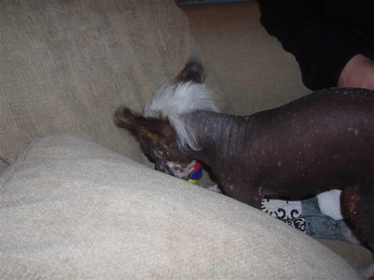 Chinese crested hårløs Fregne (Mexi Rosie-Liv) - Hmmm måske det er her hun gemmer godbidderne??? billede 5