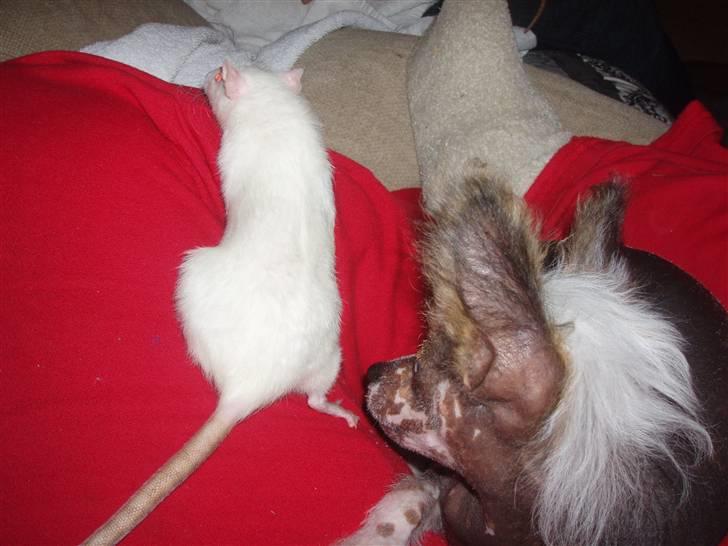 Chinese crested hårløs Fregne (Mexi Rosie-Liv) - Og så et topmodel billede, er jeg ikke chic?? billede 6