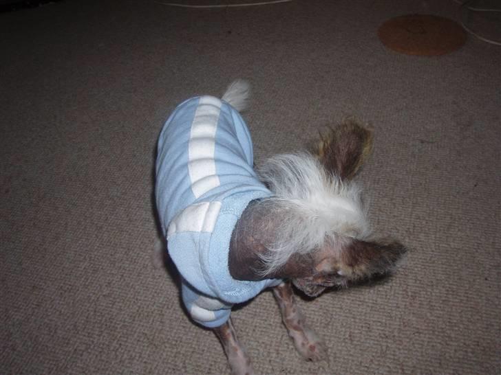 Chinese crested hårløs Fregne (Mexi Rosie-Liv) - Hmmm hvor blev bolden af!!!! billede 7