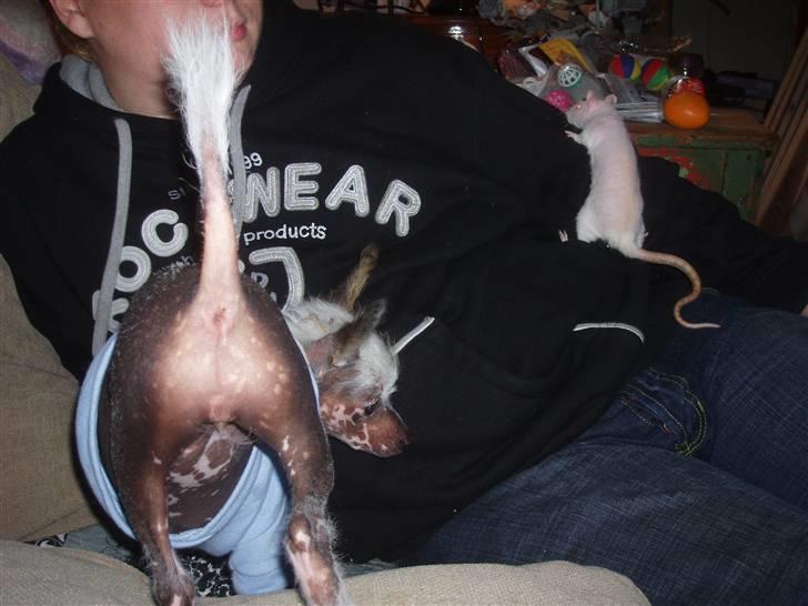 Chinese crested hårløs Fregne (Mexi Rosie-Liv) - Og nej, jeg hedder ikke numse billede 8