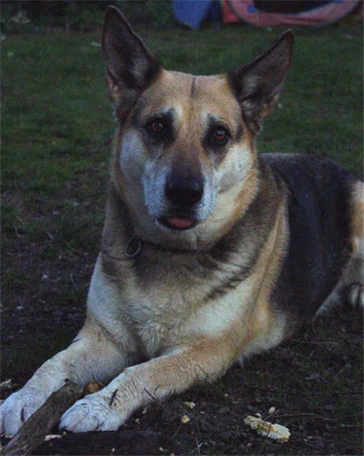 Schæferhund Kira *død* billede 1