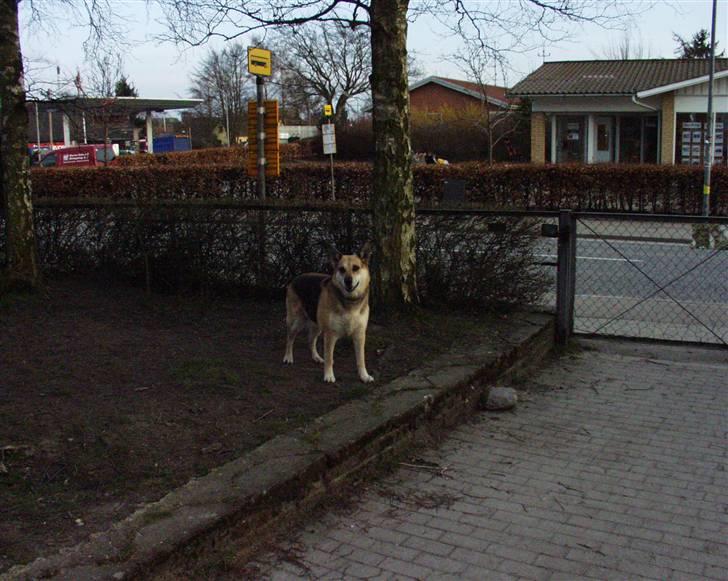 Schæferhund Kira *død* billede 2