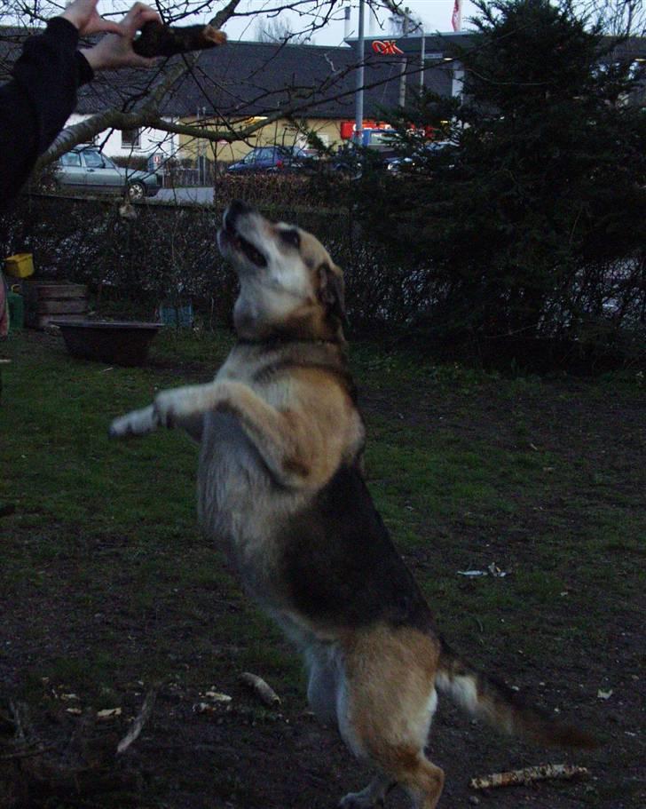 Schæferhund Kira *død* billede 3