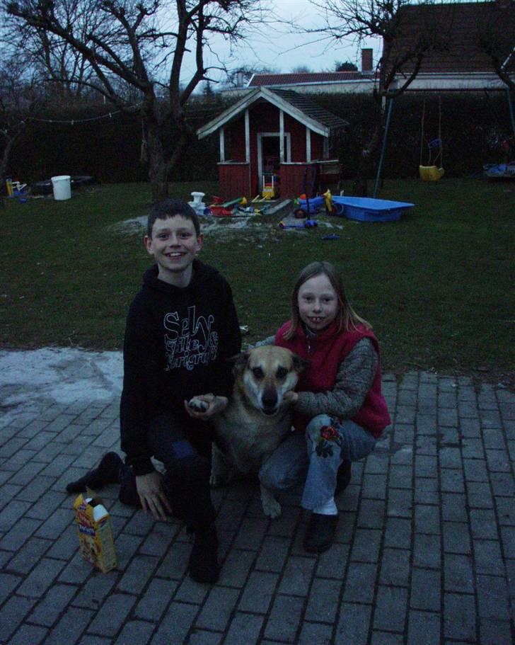 Schæferhund Kira *død* billede 4