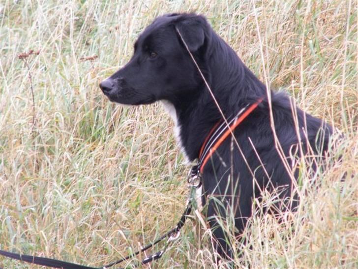 Blanding af racer Qimmit RIP - Ude at hyrde for første gang - Qimmit kigger på får ;-) billede 9