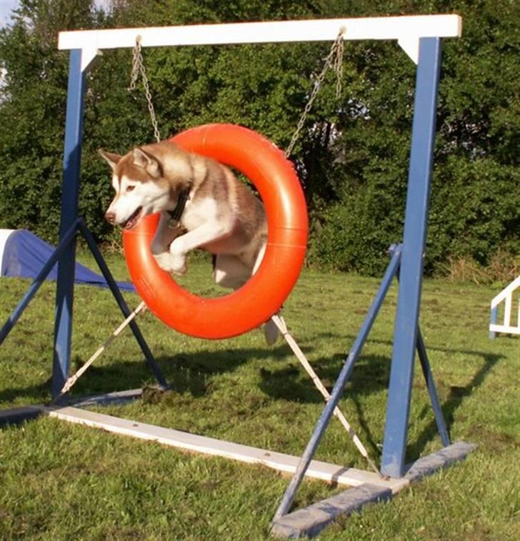 Siberian husky Aqui RIP - Aqui får lov at tage hjulet for første gang. Ingen problemer der ;-) billede 16