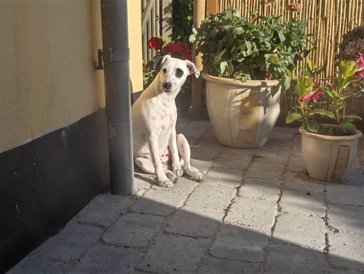 Blanding af racer Chika billede 17