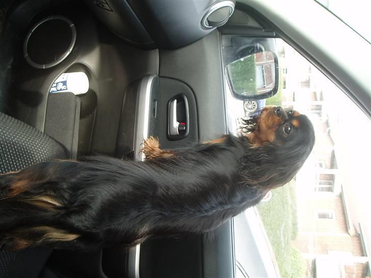 Cavalier king charles spaniel Blue Magic Nikky Lee RIP 30-6 2017 - Skal vi så komme afsted mor billede 9