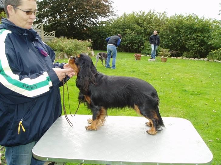 Cavalier king charles spaniel Blue Magic Nikky Lee RIP 30-6 2017 - Såå fin såå fin er hun billede 10
