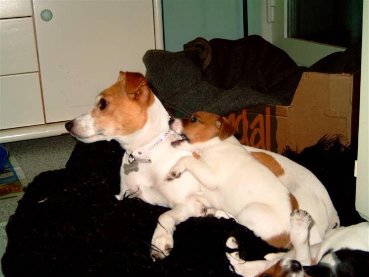 Dansk svensk gaardhund pjevs billede 1