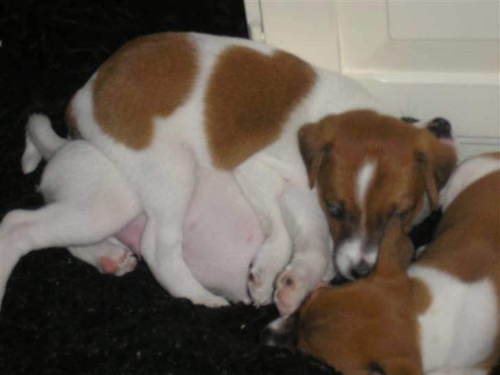 Dansk svensk gaardhund pjevs billede 2