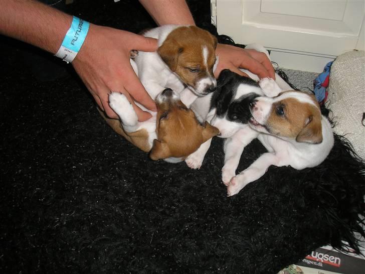 Dansk svensk gaardhund pjevs billede 3