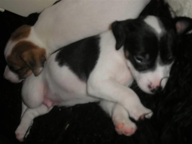 Dansk svensk gaardhund pjevs billede 4