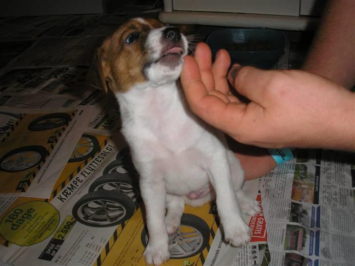 Dansk svensk gaardhund pjevs billede 5