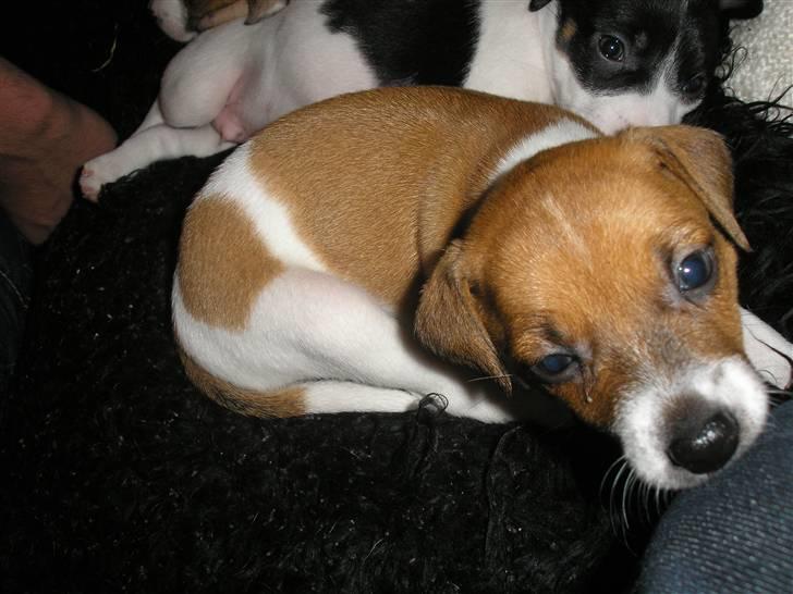 Dansk svensk gaardhund pjevs billede 6