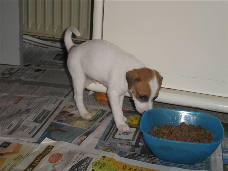 Dansk svensk gaardhund pjevs billede 7