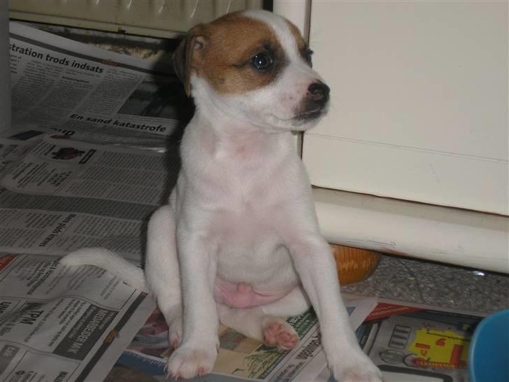 Dansk svensk gaardhund pjevs billede 8