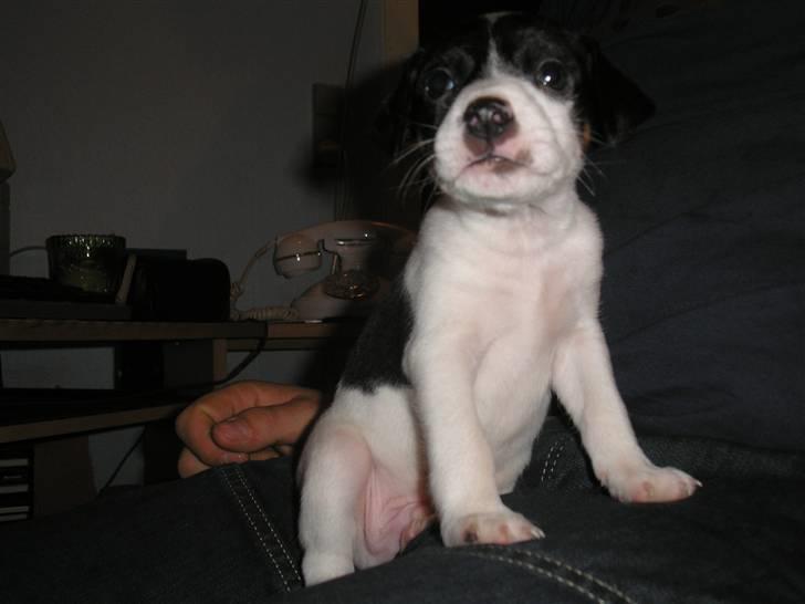 Dansk svensk gaardhund pjevs billede 9