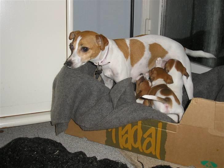 Dansk svensk gaardhund pjevs billede 10