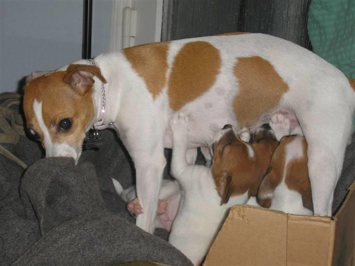Dansk svensk gaardhund pjevs billede 11