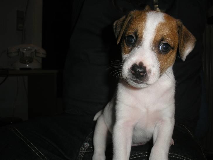 Dansk svensk gaardhund pjevs billede 12