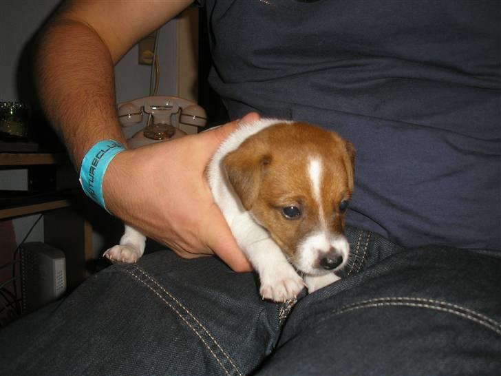 Dansk svensk gaardhund pjevs billede 13