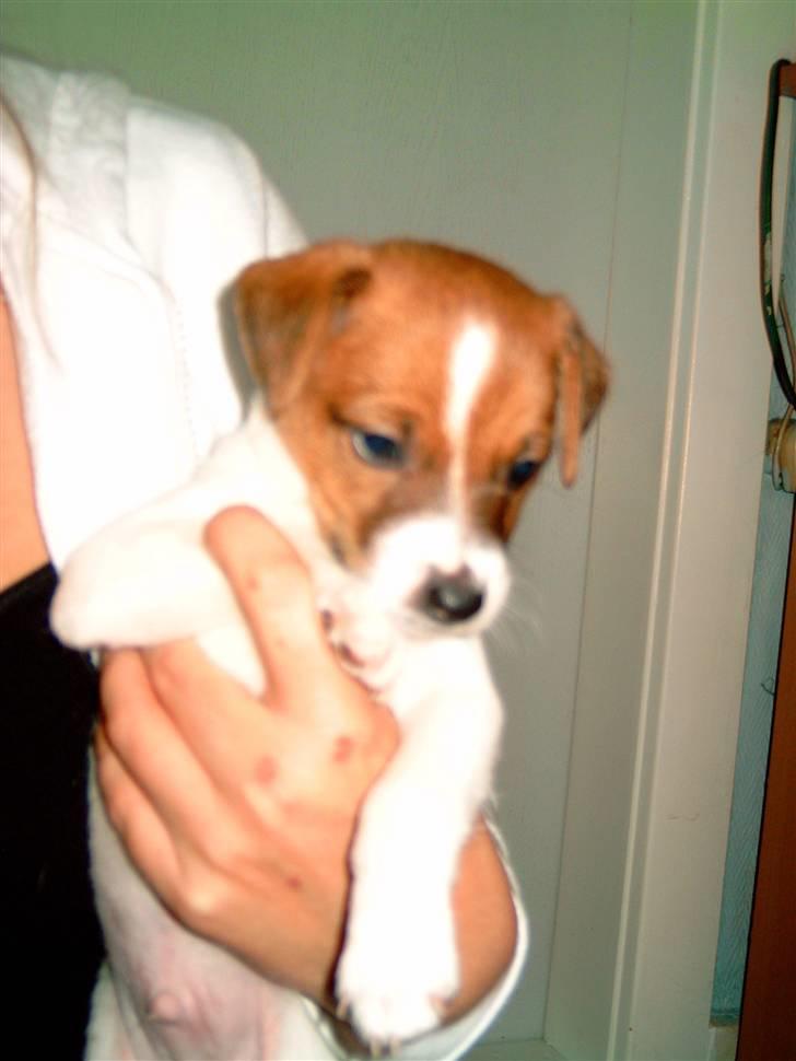 Dansk svensk gaardhund pjevs billede 15