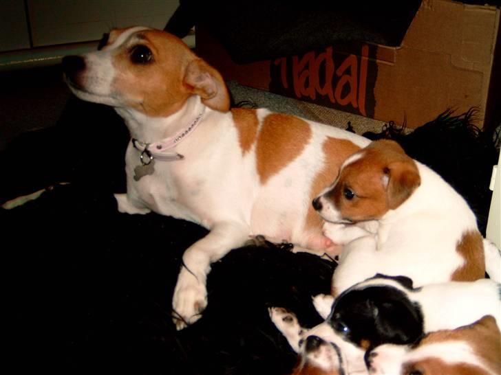 Dansk svensk gaardhund pjevs billede 16